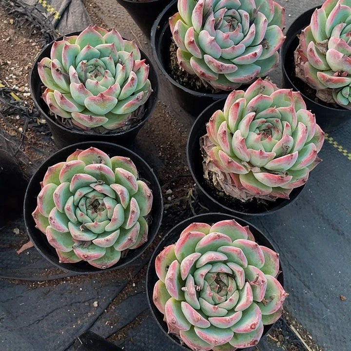 90盆大单头吉娃娃带盆土