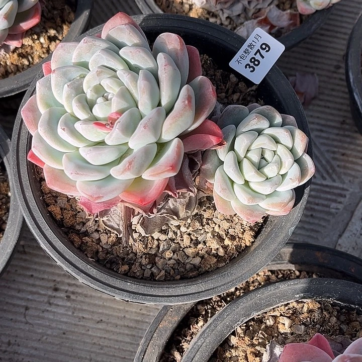 阿雅园艺。      3879
