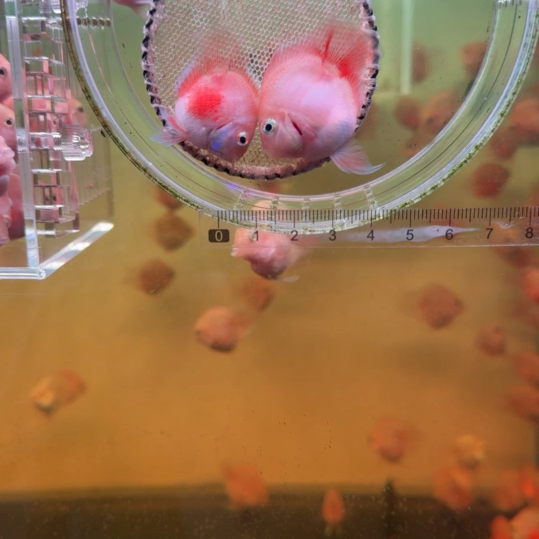 鹦鹉鱼胭脂粉一对