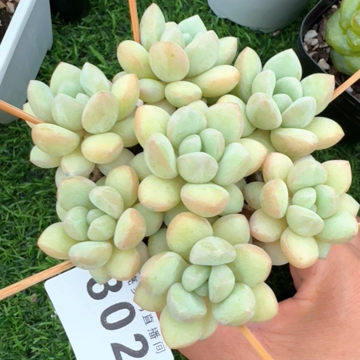 一***多泡泡糖手捧花多肉植物