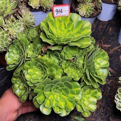 翡翠琉璃老桩捧花913号