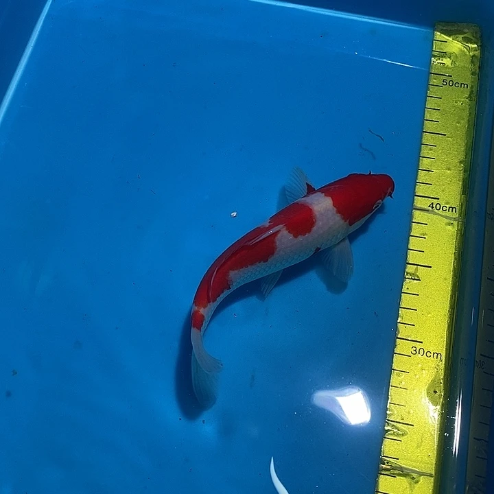 锦鲤纯种血统锦鲤观赏鱼