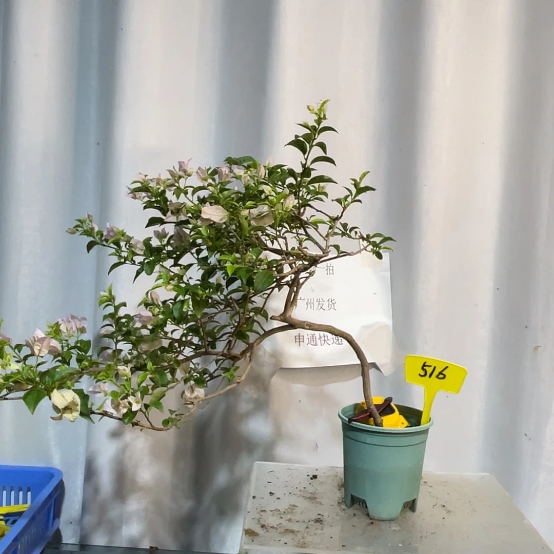 当前无花栽培后可以开花516苹果花扦插