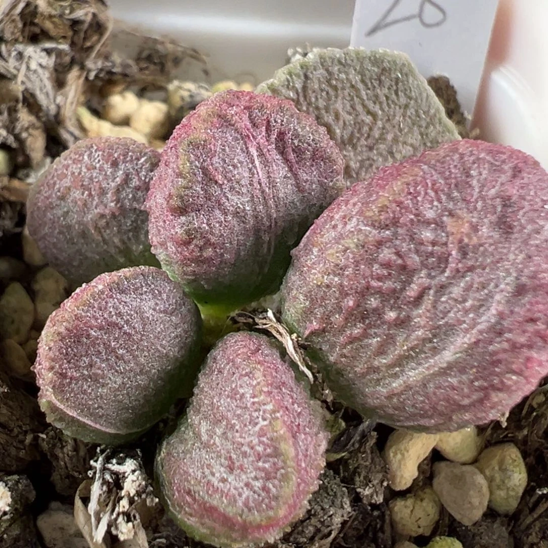 w颗粒款实生新品多肉植物