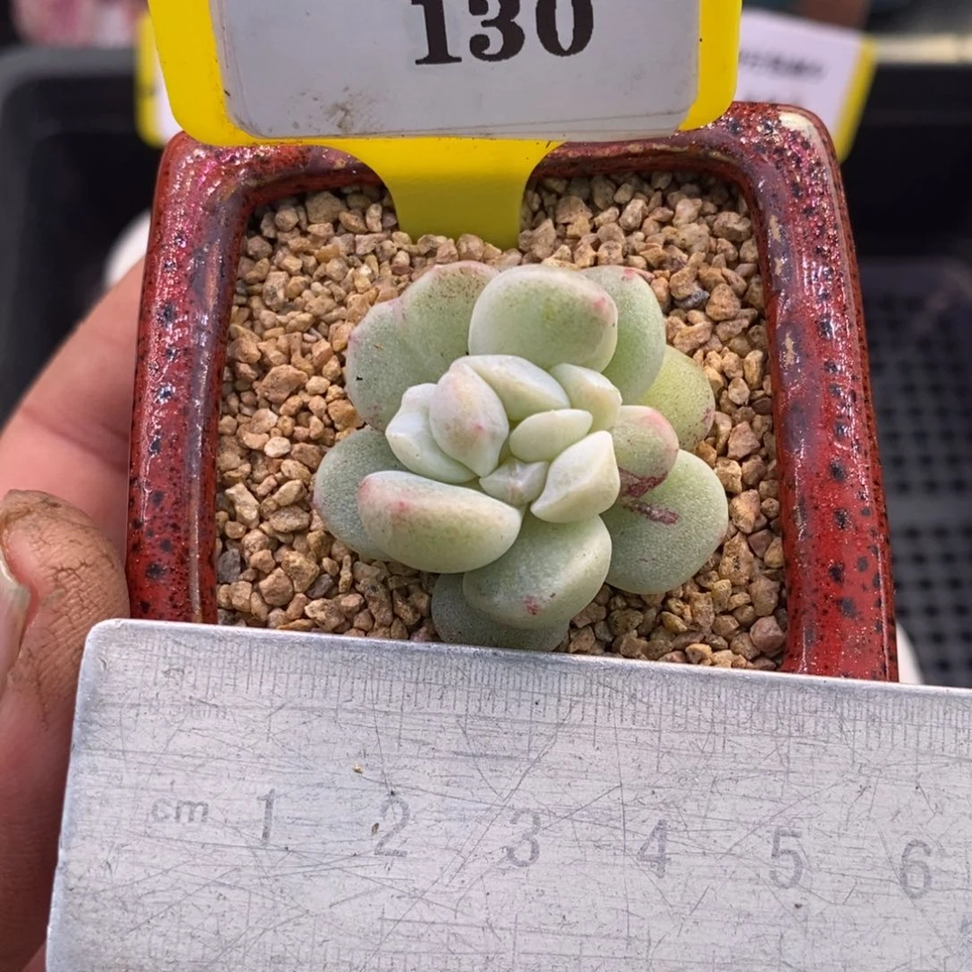 9130冰玉石化变异心带锦多肉