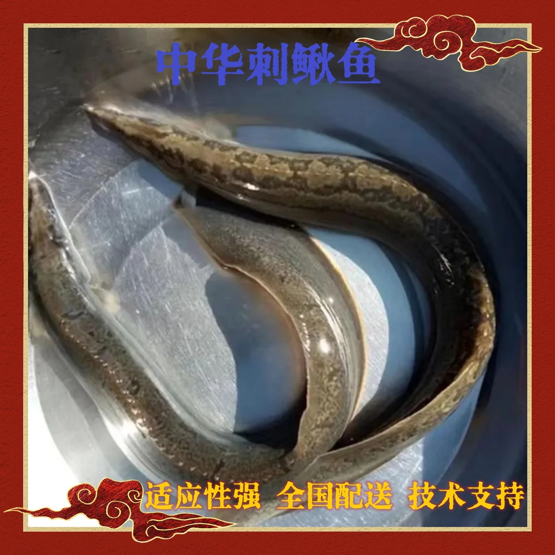 中华刺鳅刀鳅鱼原生鱼野生鱼淡水宠物活体观赏鱼冷水大刺鳅