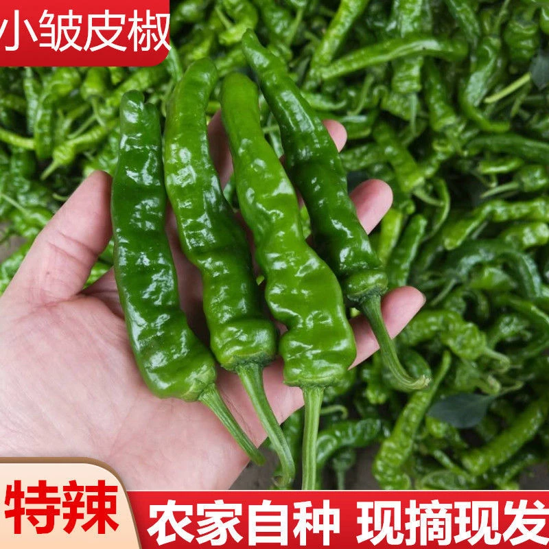 安徽青椒薄皮皱皮特辣炒辣子鸡枣庄辣椒现摘现发剁椒饭店自用包邮