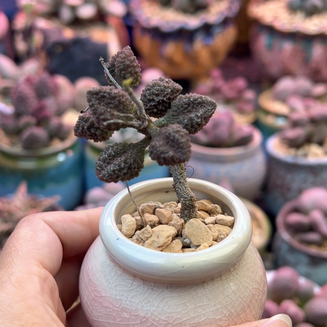 雪***莲荔枝皮带盆。
