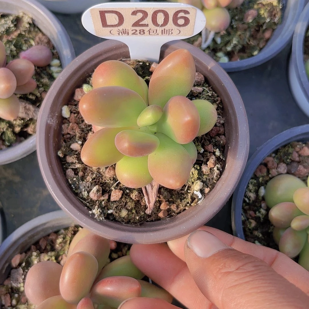 D206芒果奶一物一拍