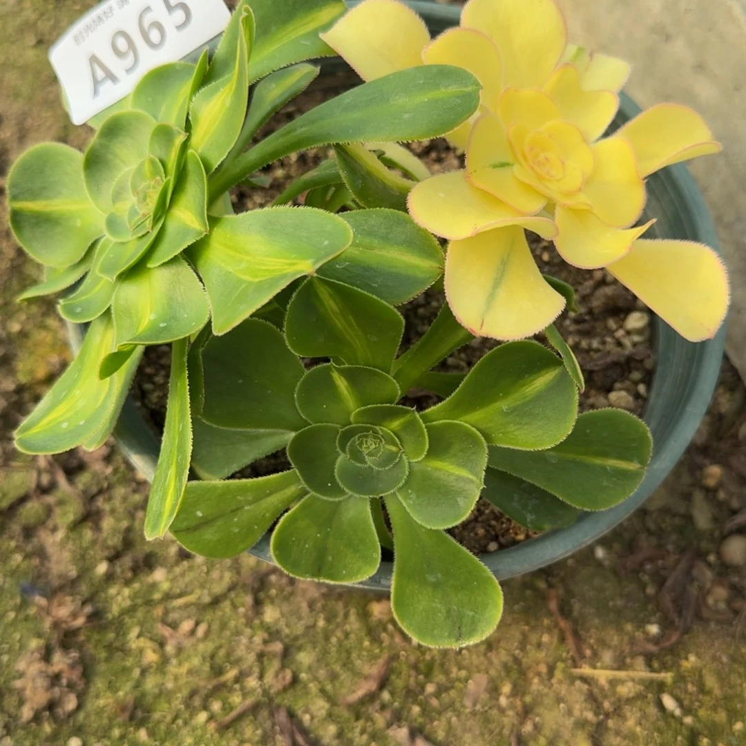 965暴君丛林。多肉植物