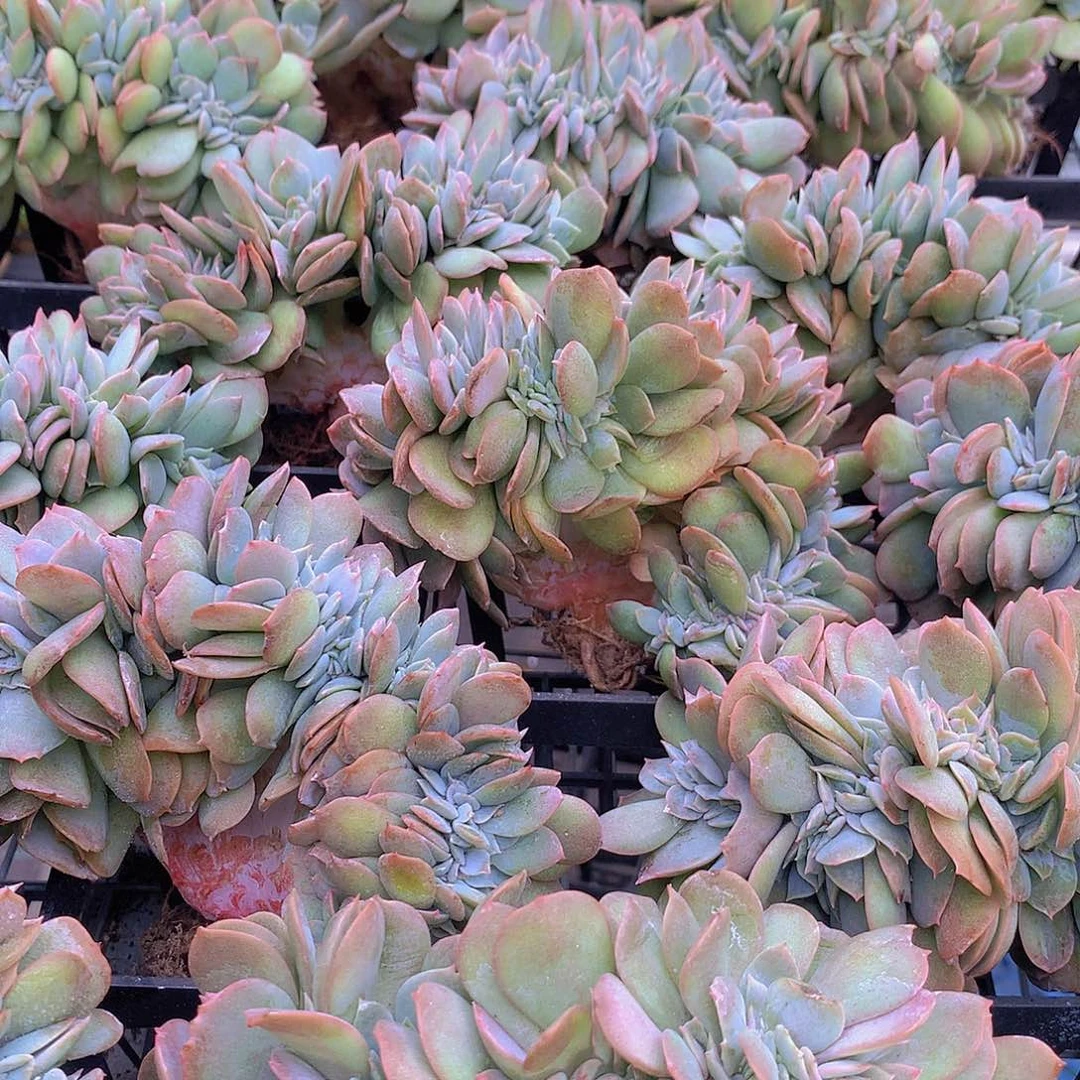 白凤缀化35678899990000