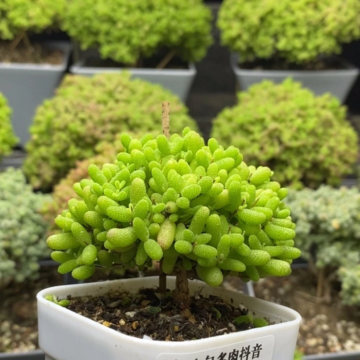 蜜橘糖球6986枝干番杏