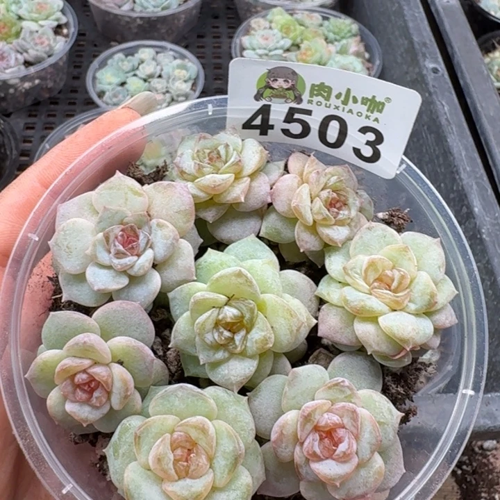 多肉植物多肉植物