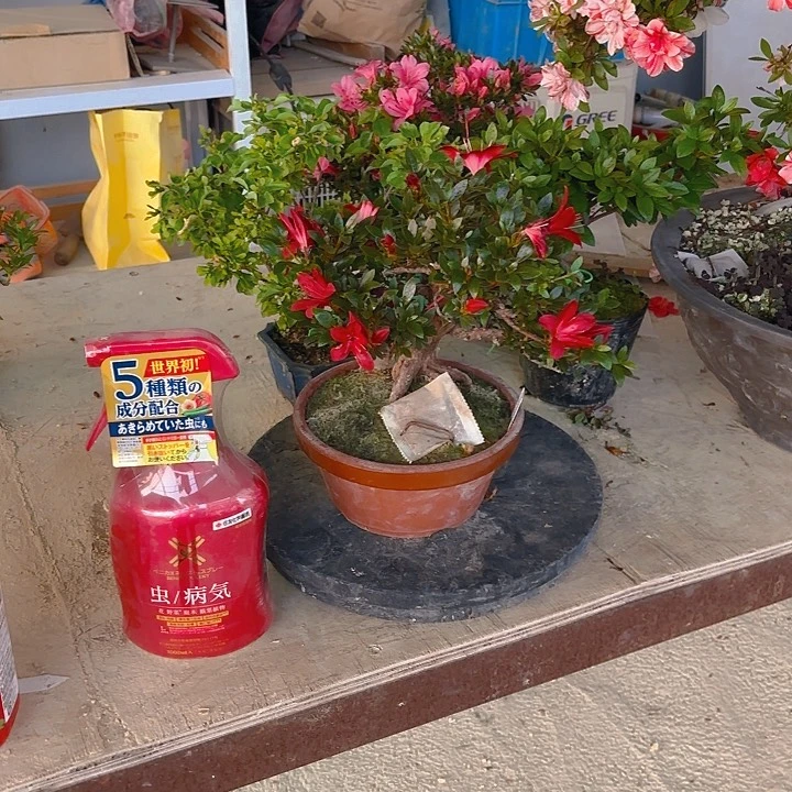 无花朵猫*?杜鹃杜鹃杜鹃杜鹃