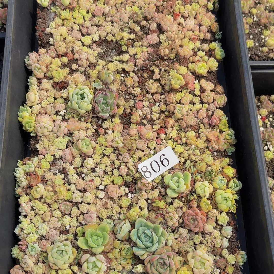 多肉植物多肉植物806
