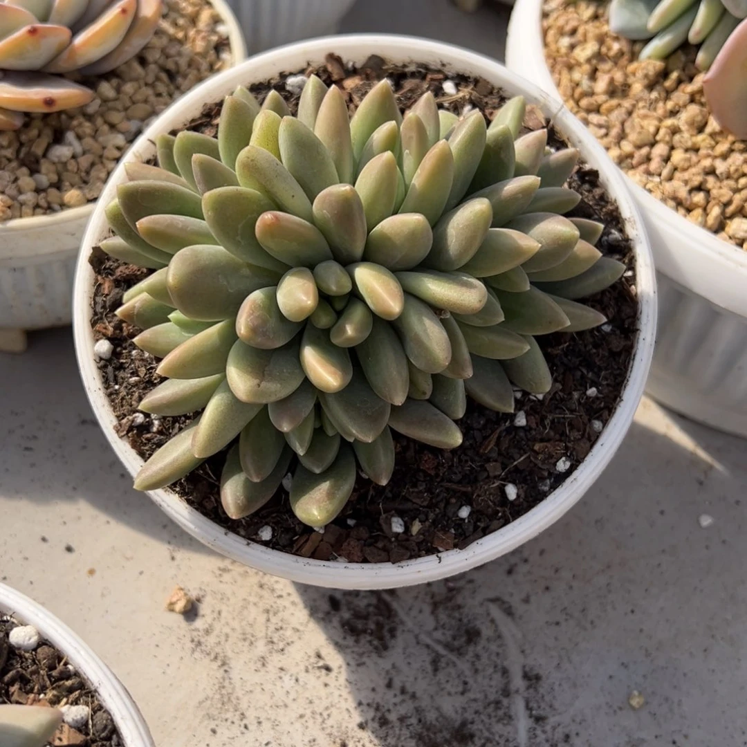 橙色奇迹。       7 头。