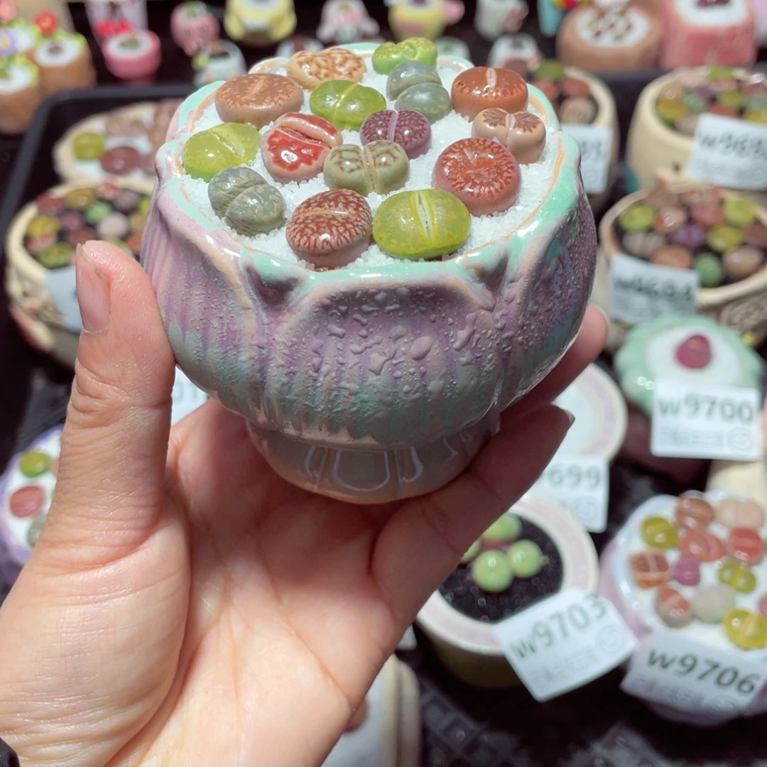 w9712 带盆土发货-零下地区拍保温箱