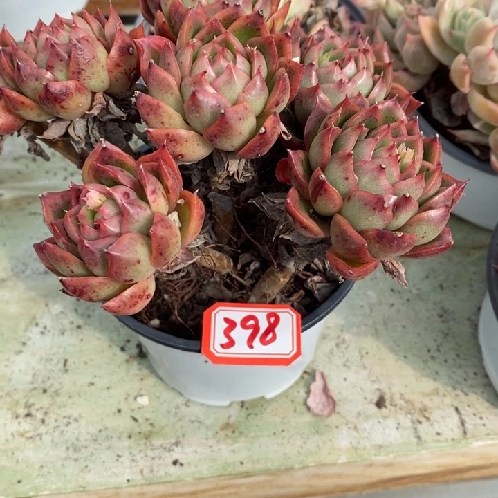 芳*一物一拍冰河世纪多肉398