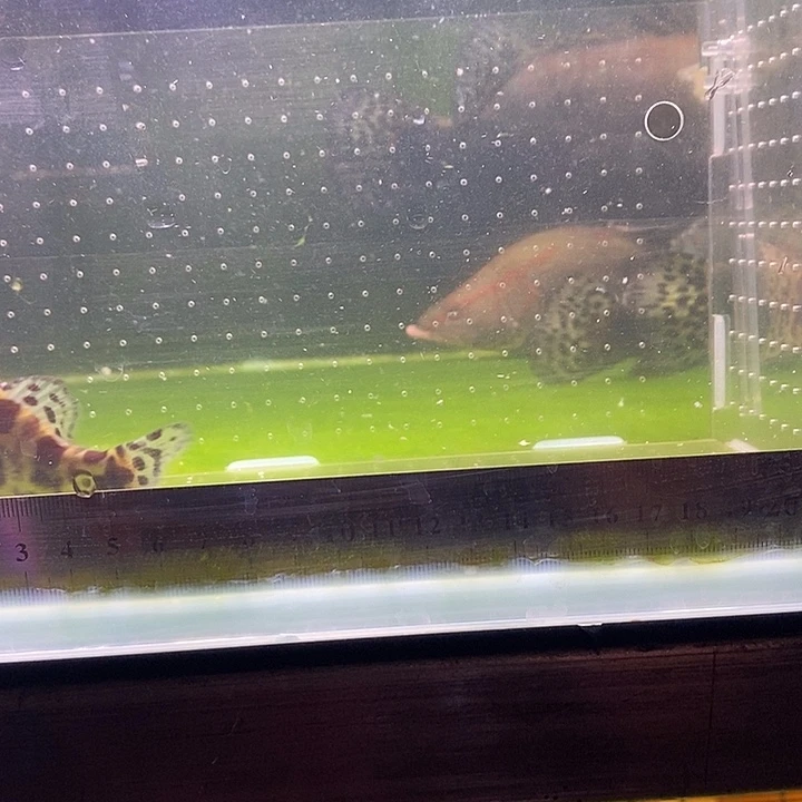 鳜鱼红纹鳜鱼中国虎鱼