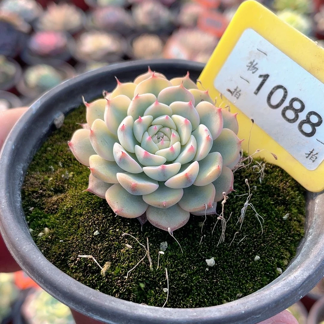 姬莲锦1088号多肉