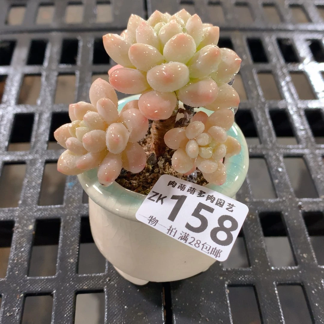 肉萌萌拇指盆精控多肉ZK158