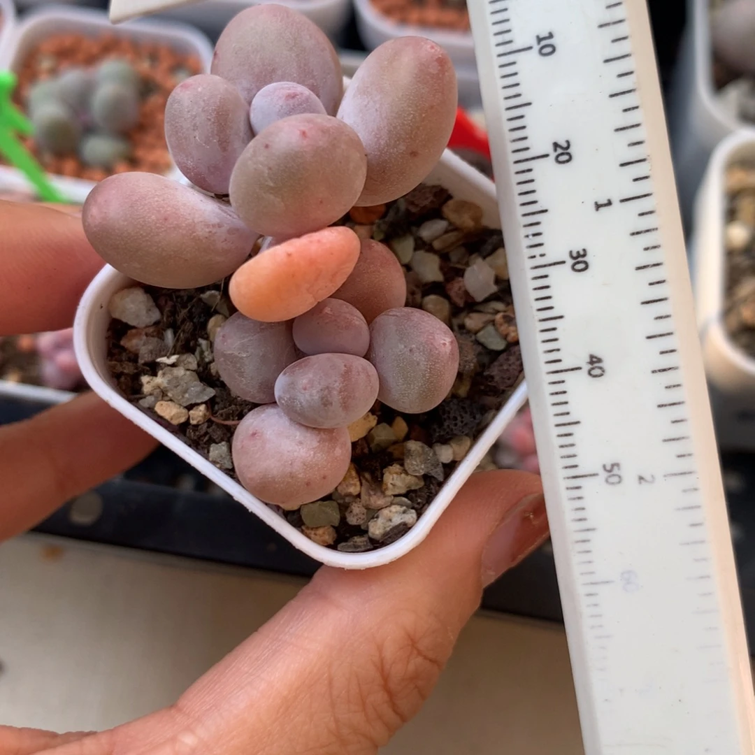 蛋黄奶 不凑满28元发一片叶 不售后 到付