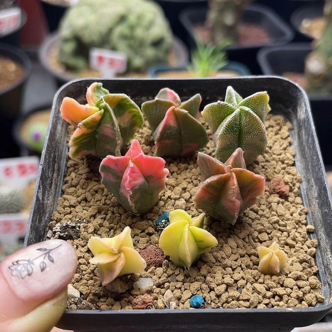 实生8颗彩虹糖果鸾凤玉锦仙人球