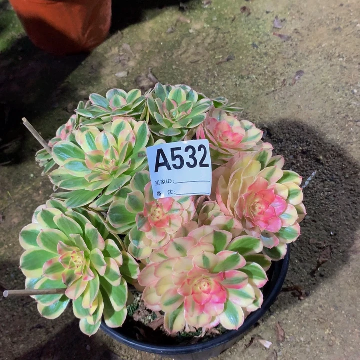 火***椒无花朵海神53200000