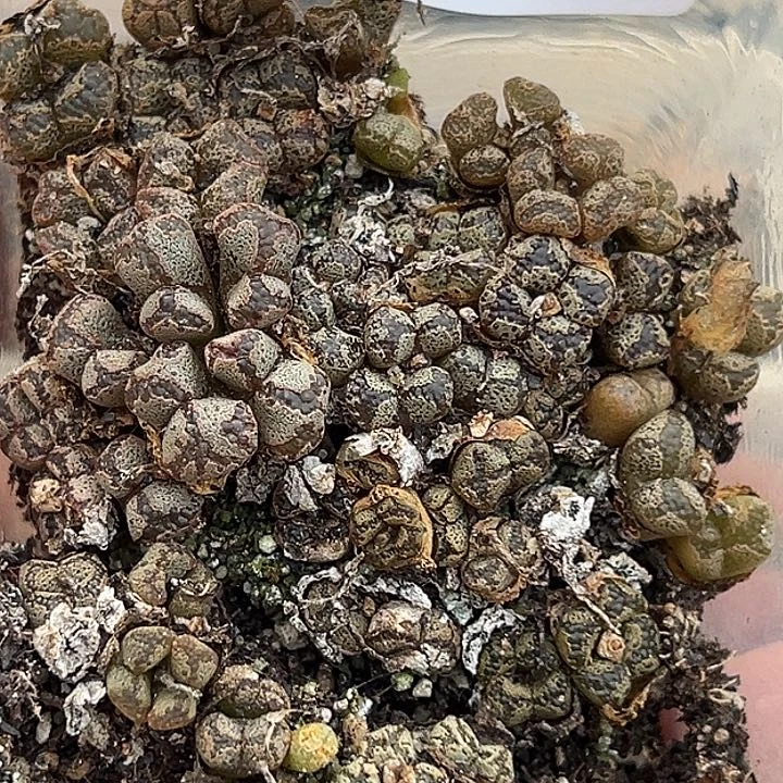 包邮817号蝴蝶勋章切糕多肉植物