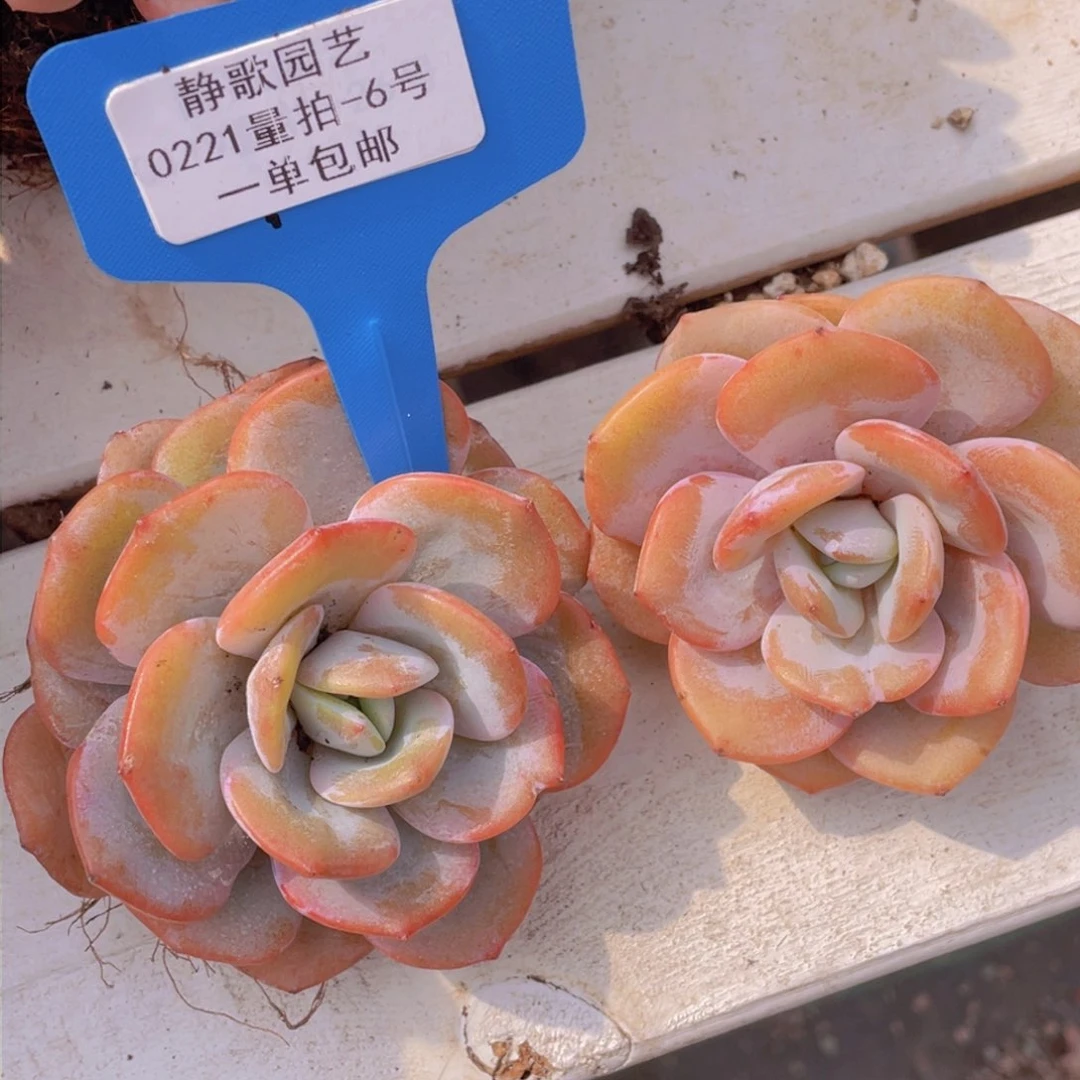 0221-6-韩版奶茶大福利一颗