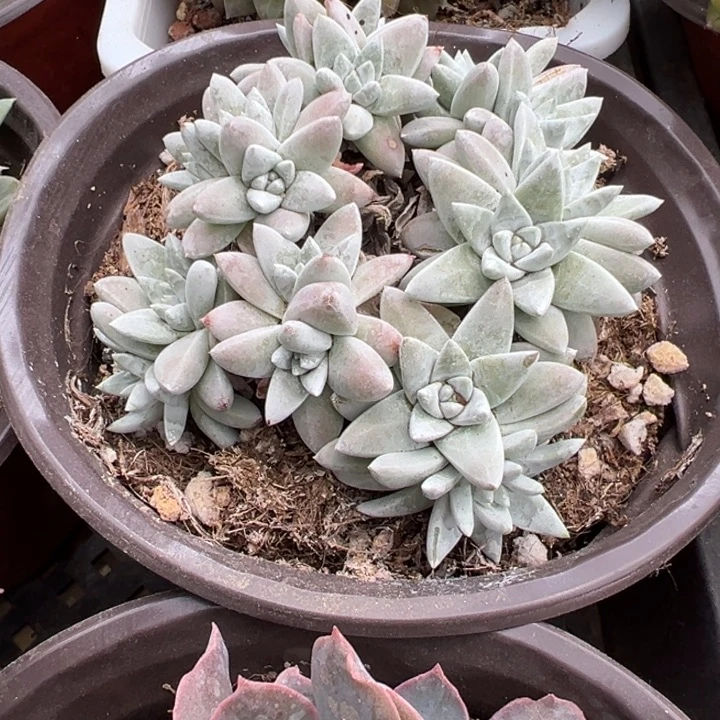 白菊多肉植物575