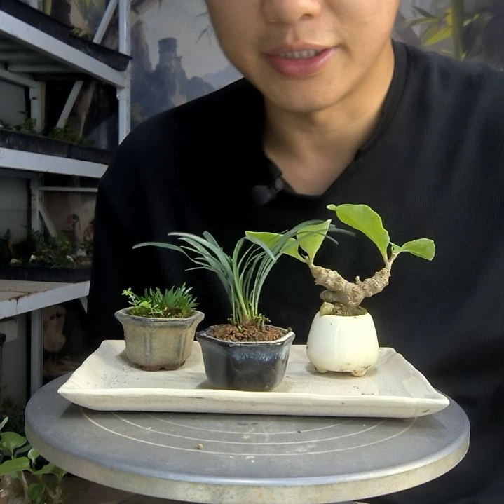 深**兰中青园艺一物一拍36