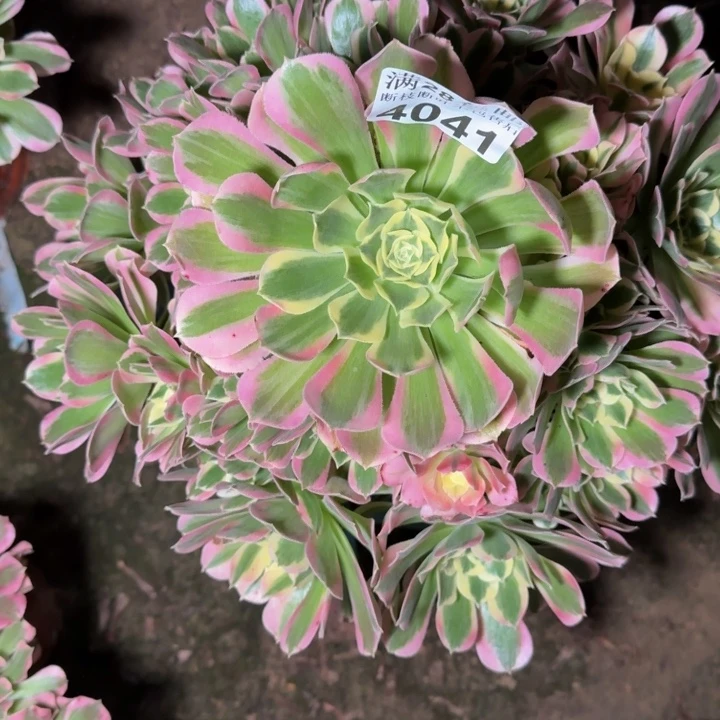 4041白凤多肉植物