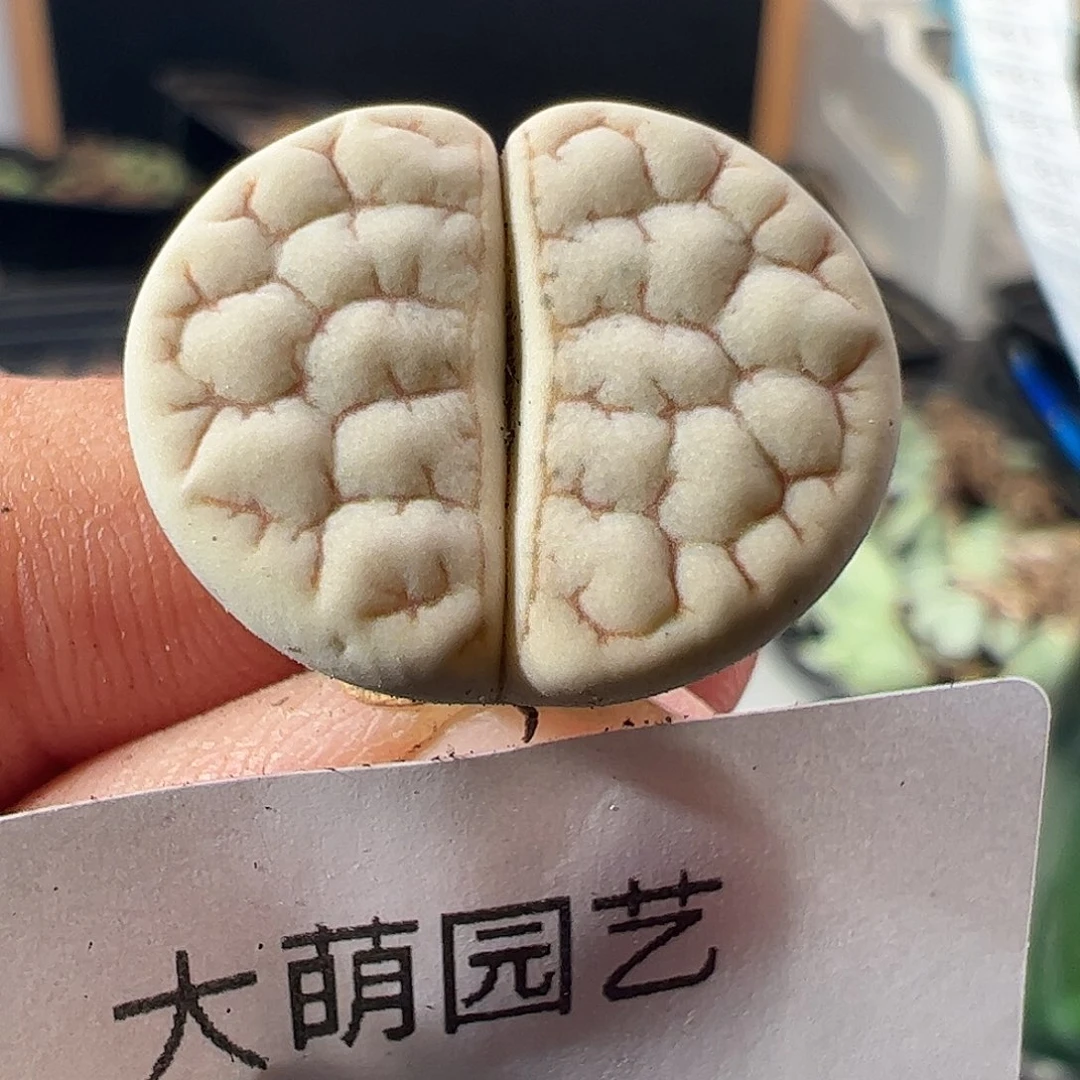 一物一拍优选374荒玉。  109