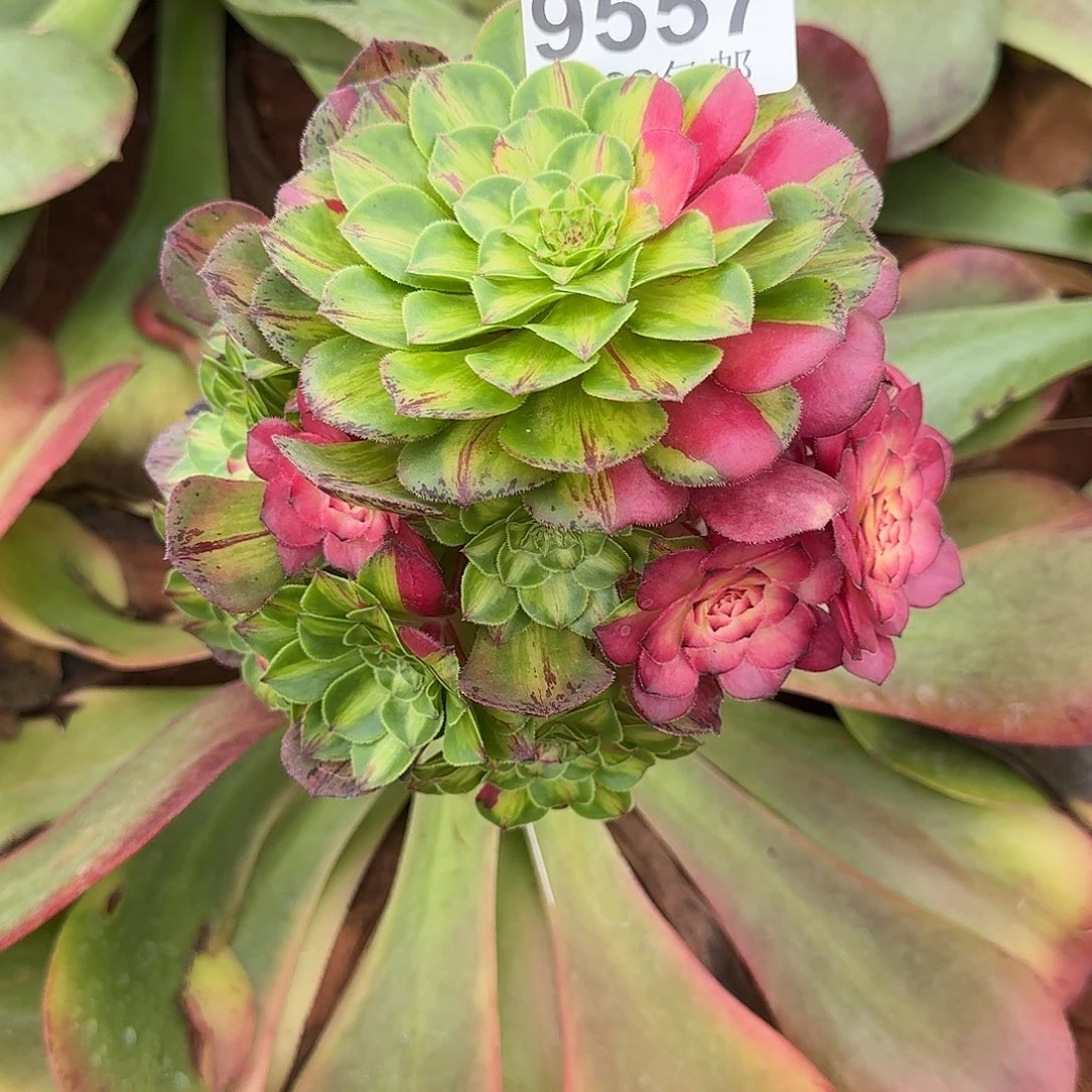 557知否捧花多肉植物无根