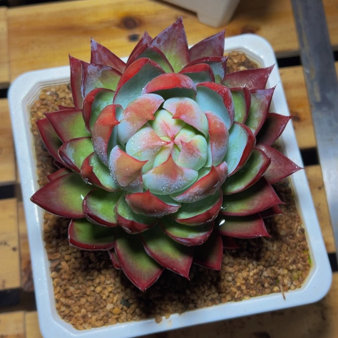 花****225啊我的小可爱们啊