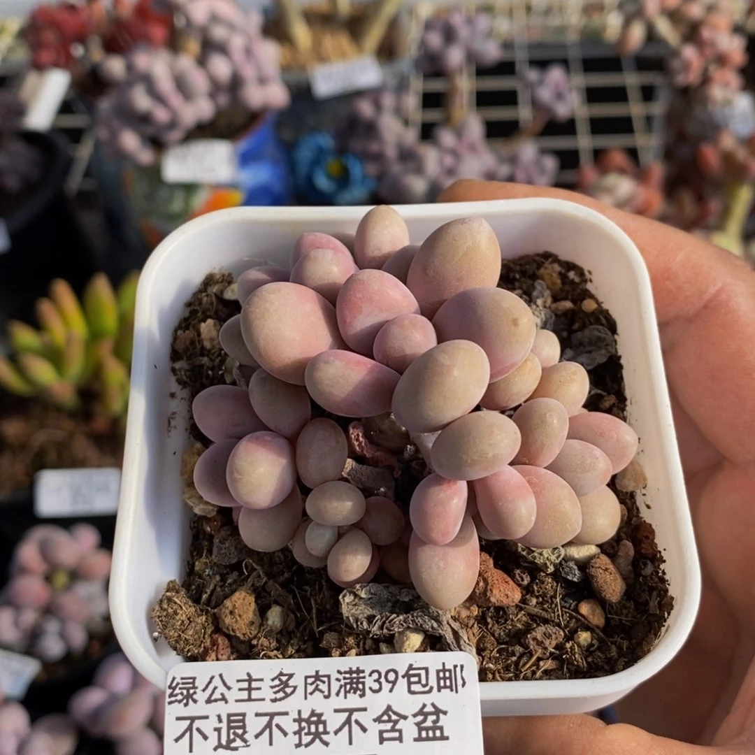 577桃蛋多天6cm多肉