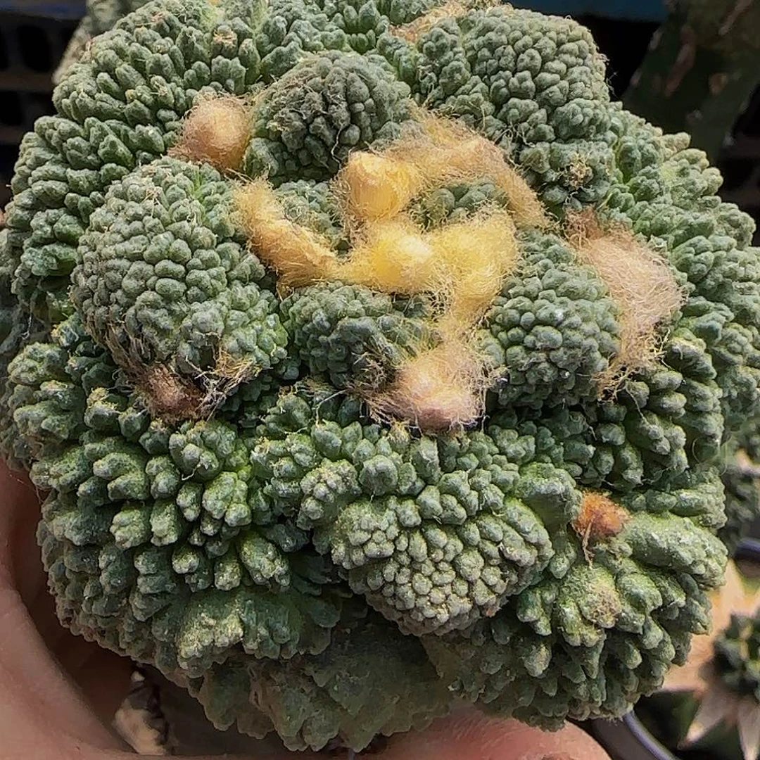 龟甲怒687仙人球开花