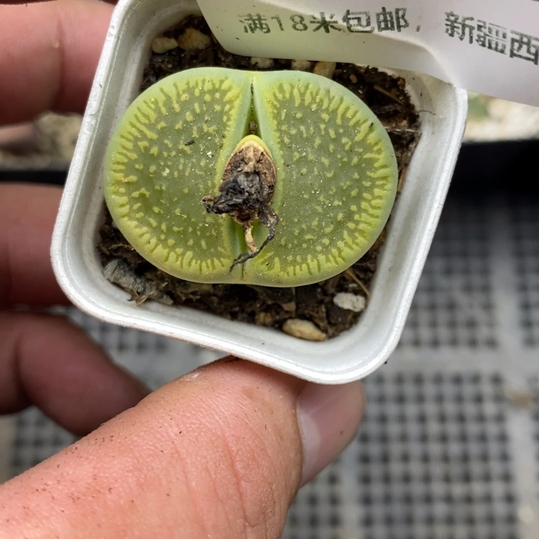 追***年8835。