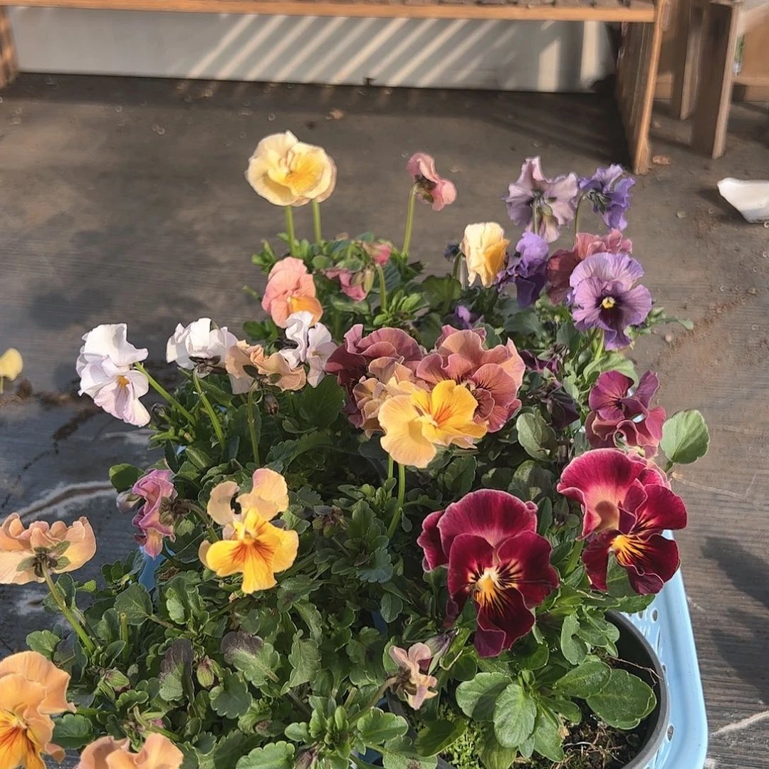 【闪购商品】240号