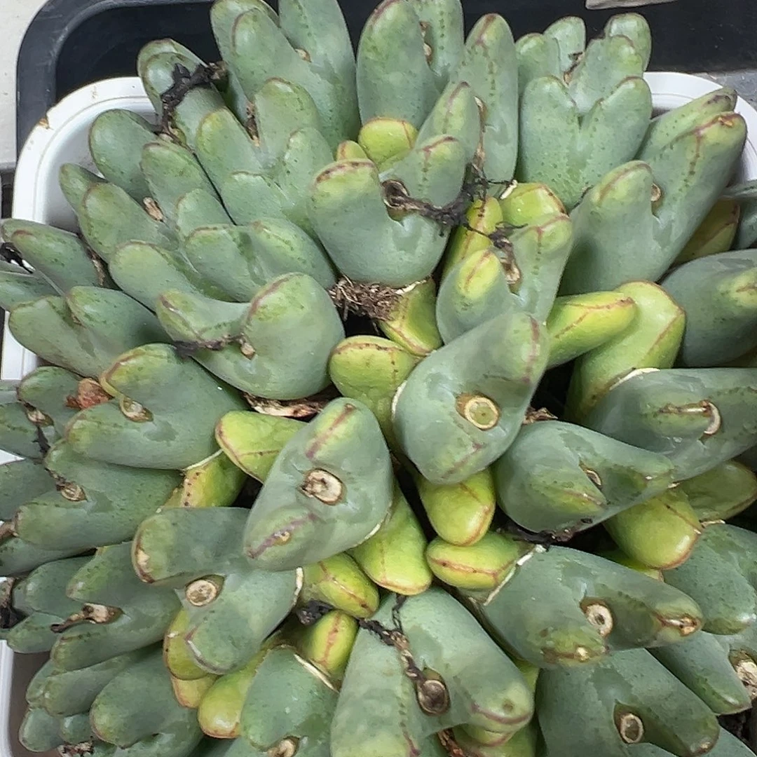 少将锦多肉植物锦