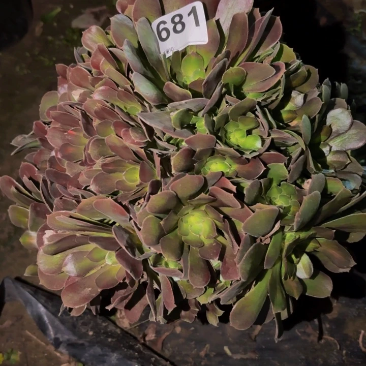 681邵修七彩多肉植物不售后