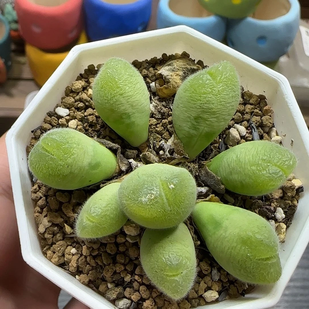 11.22。   长毛翠滴。  2012