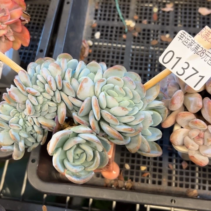 幸运的是我还没遇到幸运