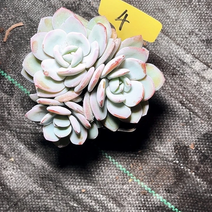 三个头奶茶 4号码牌子的话