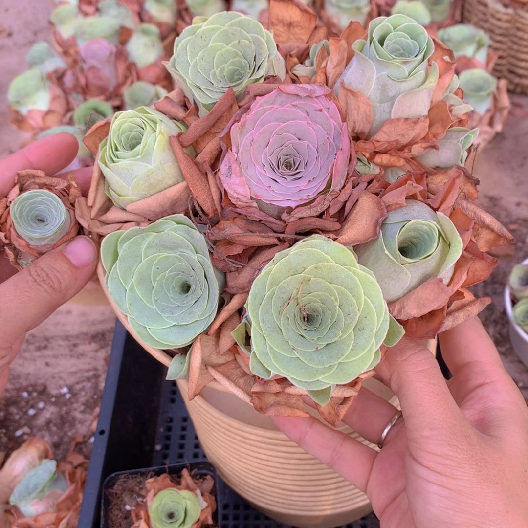 7颗大单头多送1颗量拍