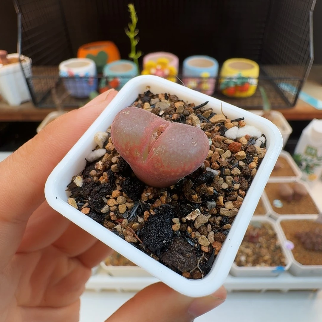 多肉植物福利肉锥紫罗兰风铃489