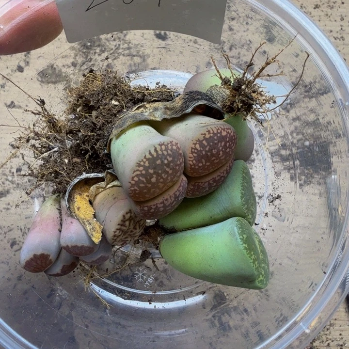 多肉植物的生长发育269