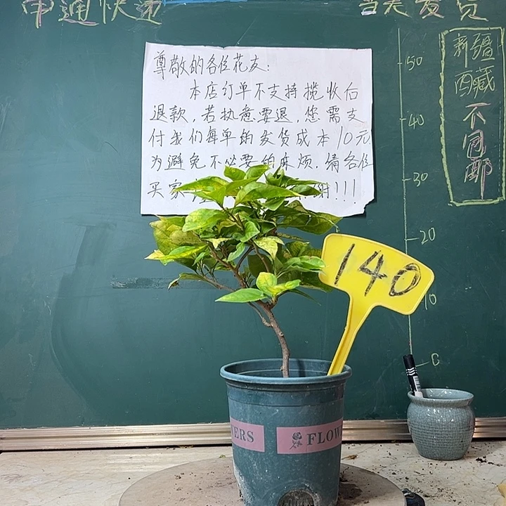 完全开放斑红樱 140