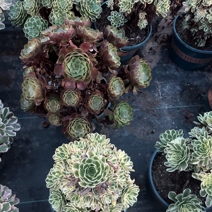0733黑膜多肉植物
